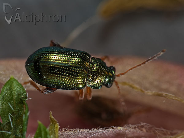 Floricola ulema