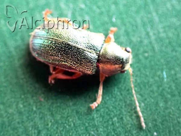Floricola ulema