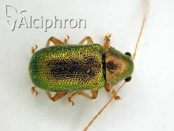 Floricola ulema