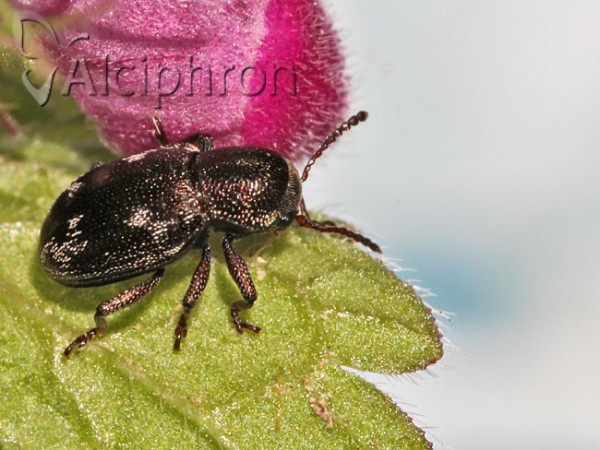 Pachnephorus villosus