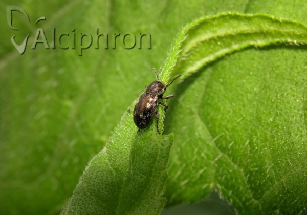 Pachnephorus villosus