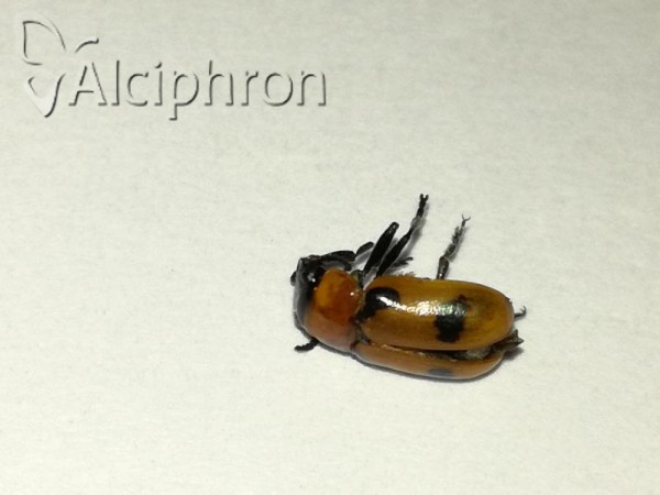 Coptocephala fossulata