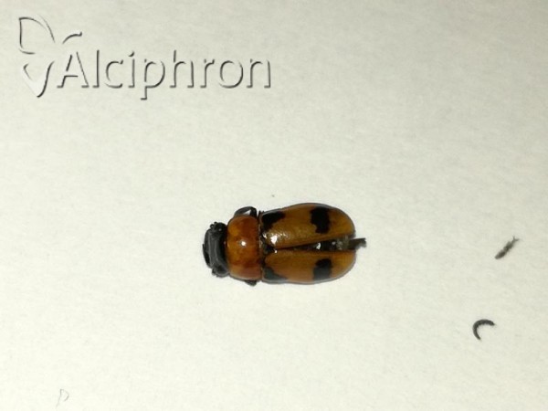 Coptocephala fossulata
