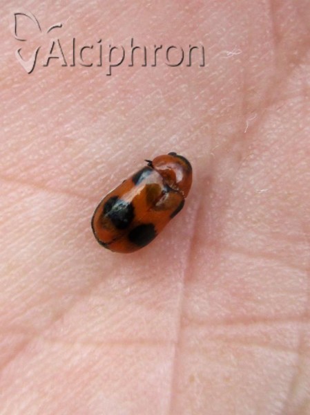 Coptocephala rubicunda