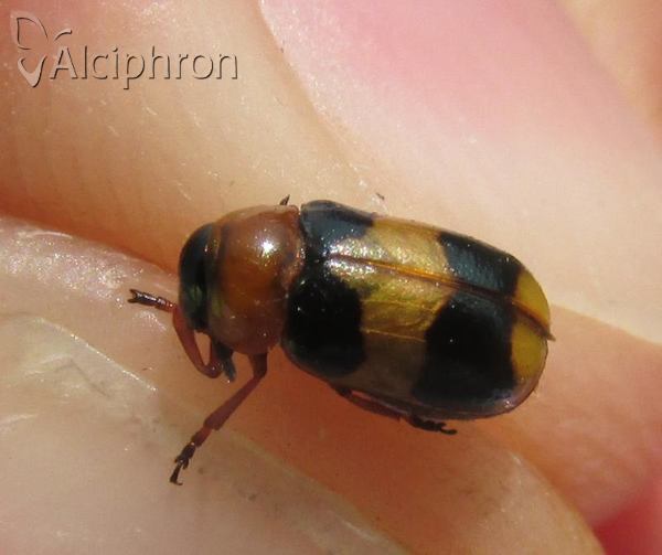 Coptocephala scopolina