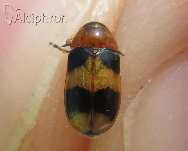 Coptocephala scopolina