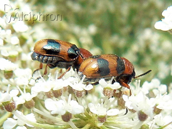 Coptocephala unifasciata