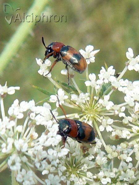 Coptocephala unifasciata