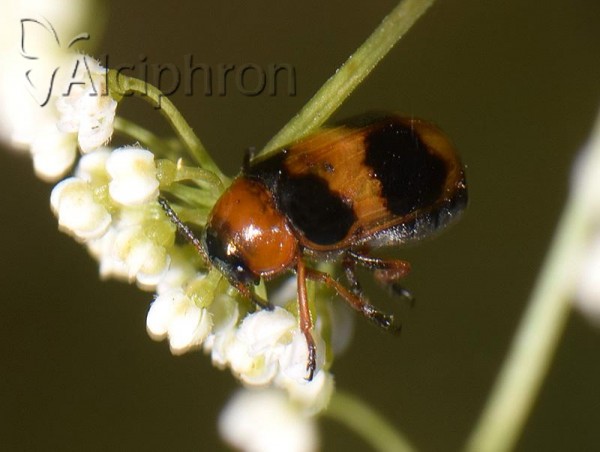 Coptocephala unifasciata