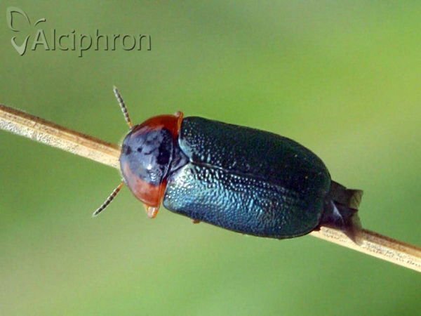 Smaragdina affinis