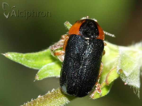 Smaragdina affinis