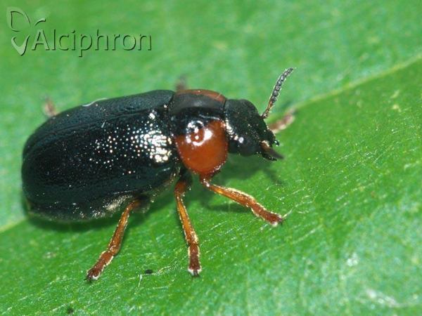 Smaragdina affinis