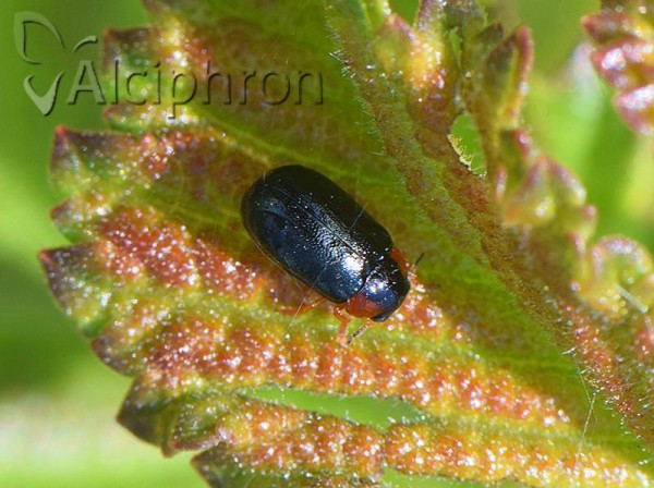 Smaragdina affinis