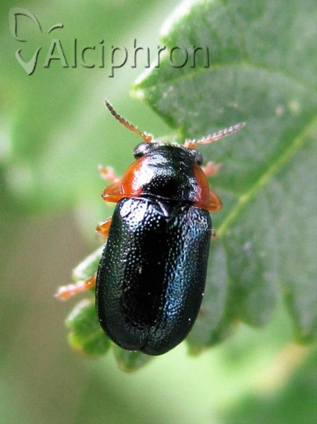 Smaragdina affinis