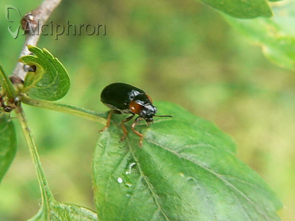 Smaragdina aurita
