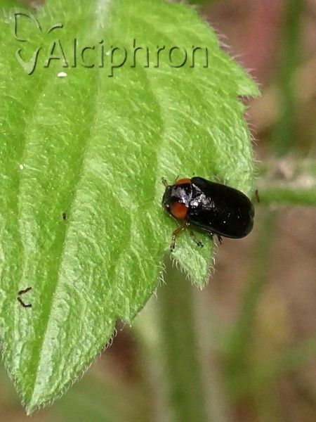 Smaragdina aurita