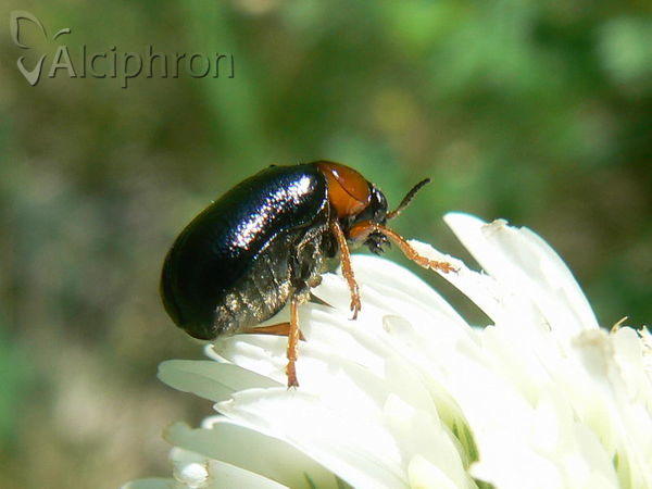 Smaragdina aurita