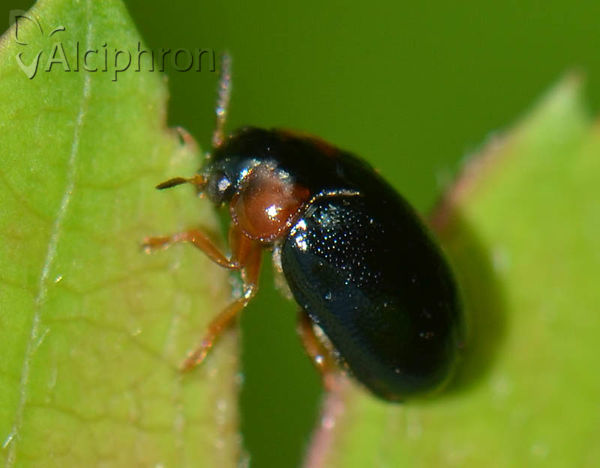 Smaragdina aurita