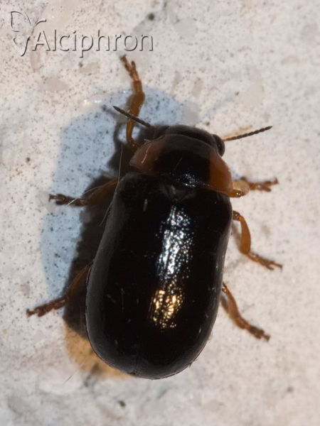 Smaragdina aurita