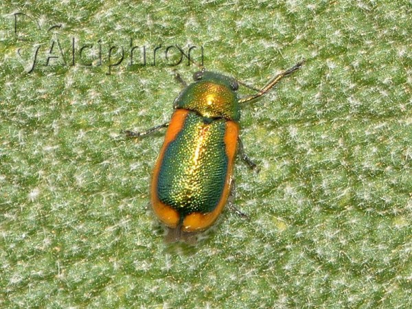 Smaragdina limbata