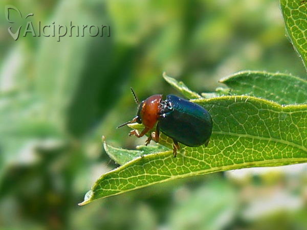 Smaragdina salicina