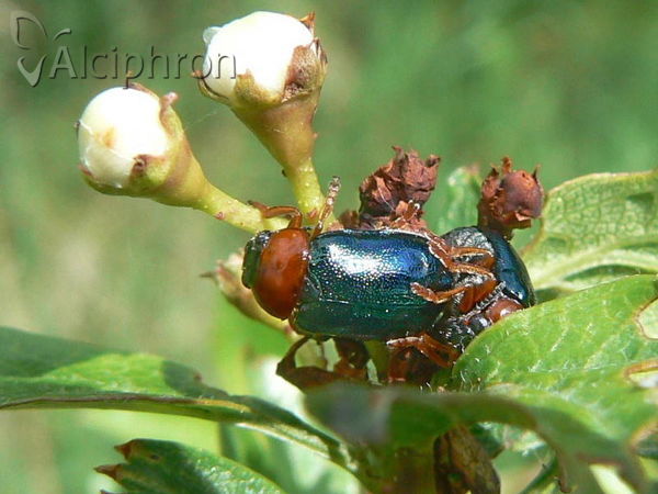Smaragdina salicina