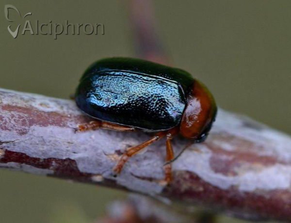 Smaragdina salicina