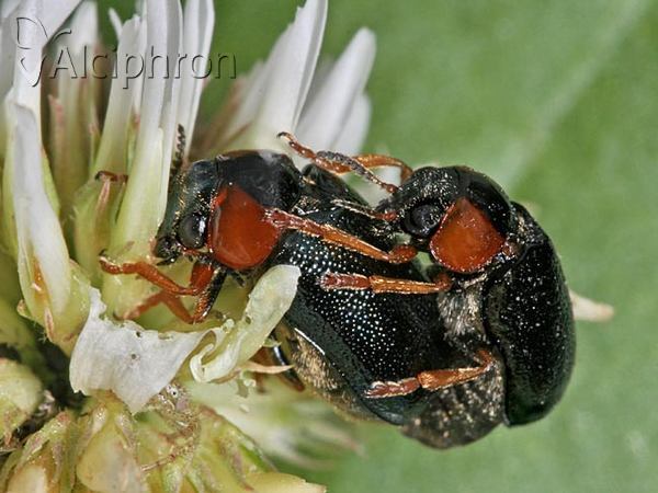 Smaragdina xanthaspis