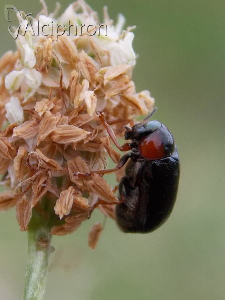 Smaragdina xanthaspis