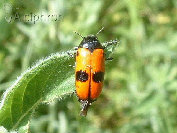 Clytra laeviuscula