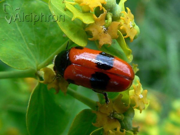 Clytra laeviuscula