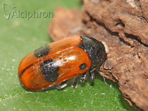 Clytra laeviuscula