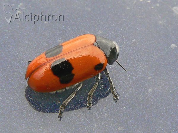 Clytra laeviuscula