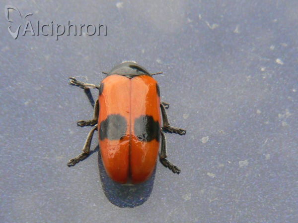 Clytra laeviuscula