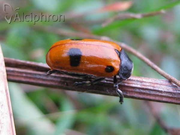 Clytra laeviuscula