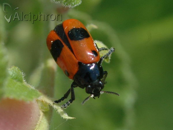 Clytra laeviuscula