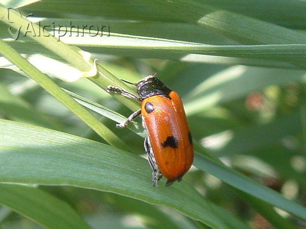 Clytra quadripunctata