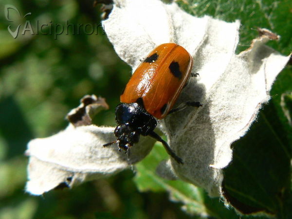 Clytra quadripunctata
