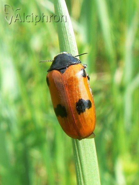 Clytra quadripunctata