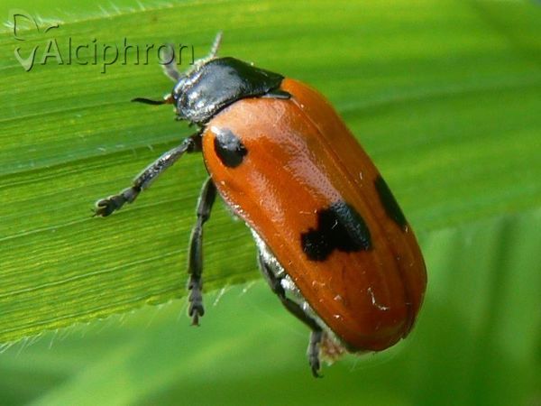 Clytra quadripunctata