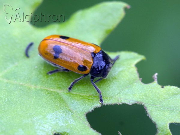 Clytra quadripunctata