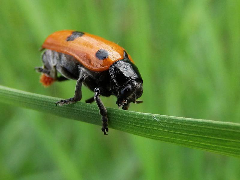 Clytra quadripunctata