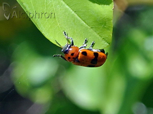 Clytra novempunctata