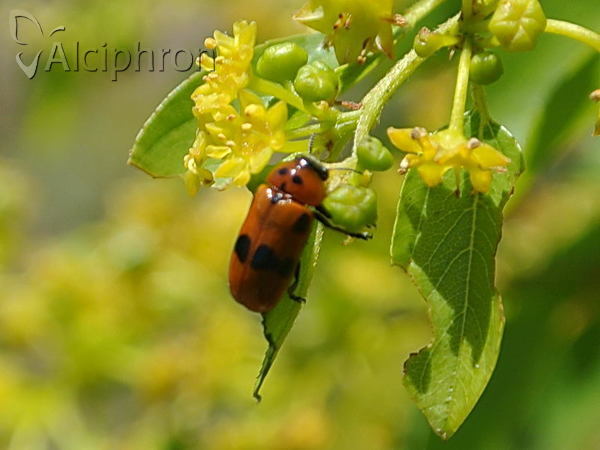 Clytra novempunctata