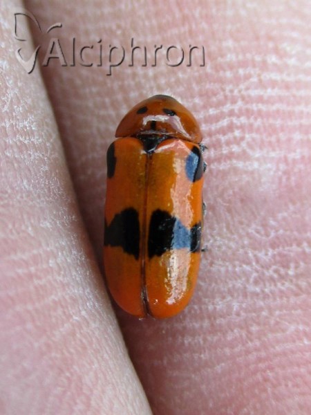 Clytra novempunctata