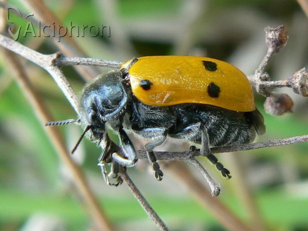 Lachnaia sexpunctata