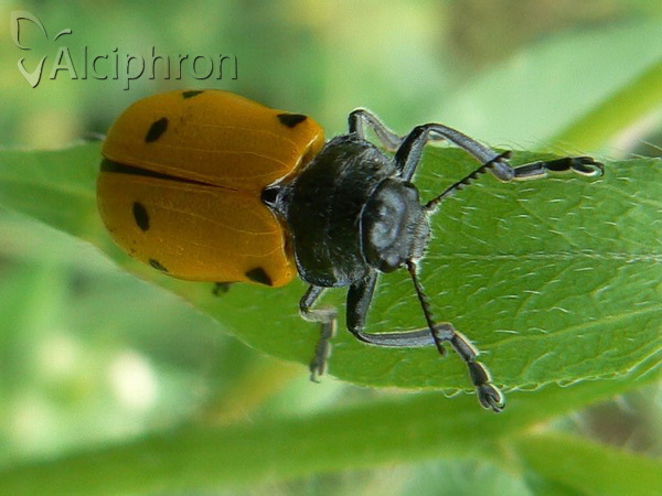 Lachnaia sexpunctata