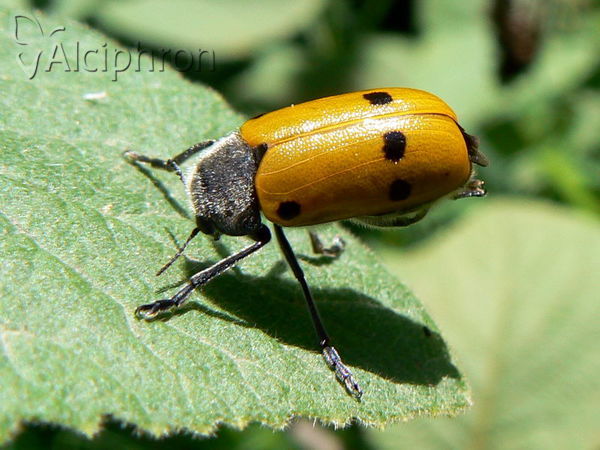 Lachnaia sexpunctata