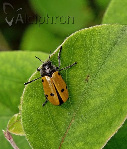 Lachnaia sexpunctata
