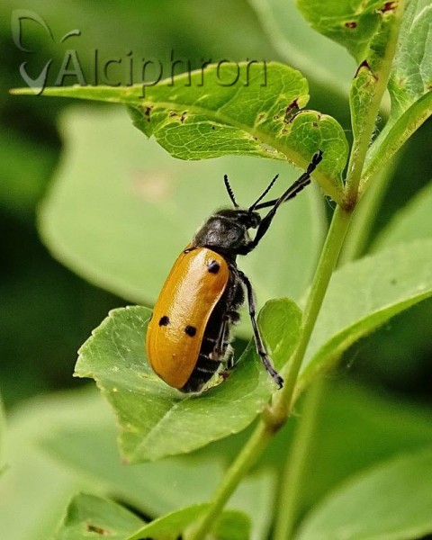 Lachnaia sexpunctata